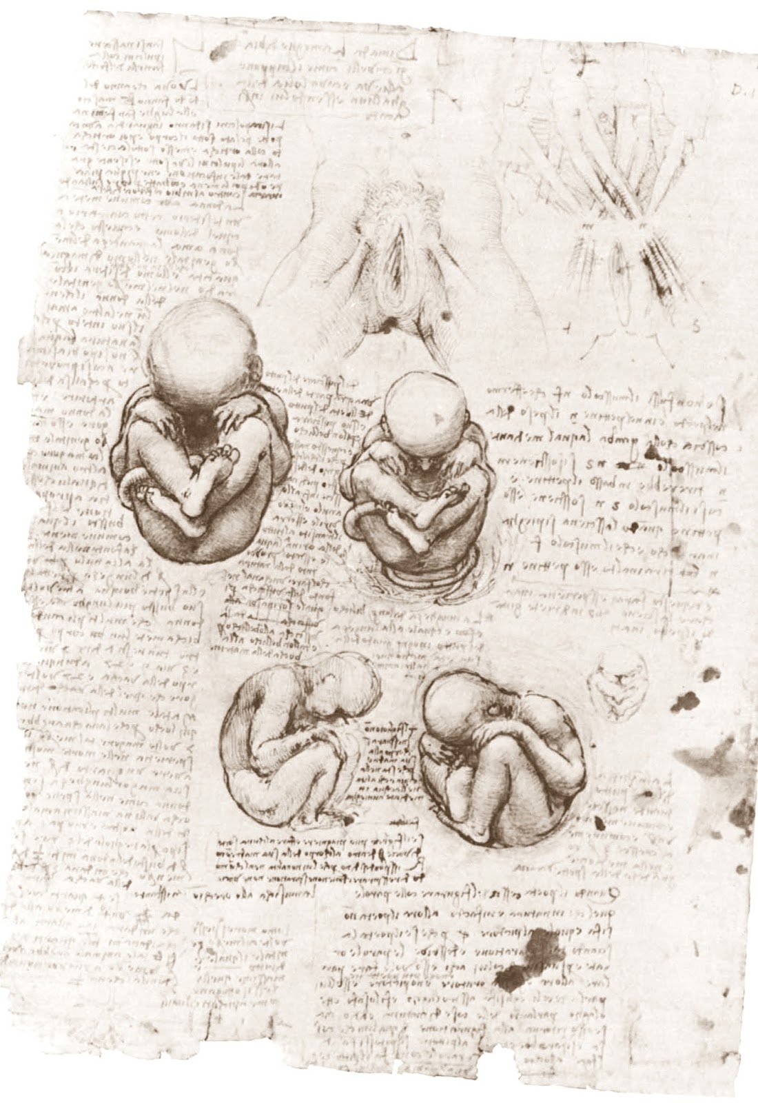 Leonardo+da+Vinci-1452-1519 (776).jpg